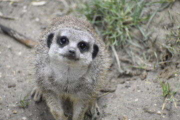 meerkat on guard