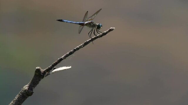 A close up isolated footage of a vibrant blue dasher dragonfly (Pachydiplax longipennis) on a stick. It takes off and lands on the same place a few times as it flies and hunts in the vicinity.