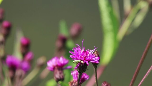 A close up scene of the microcosm. Footage features a green looper caterpillar crawling in and out of an ironweed flower and then slowly moving away. A bumble bee briefly lands on the same flower.