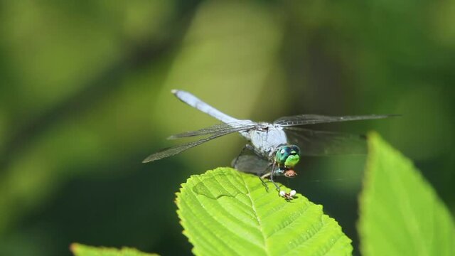 Close up isolated footage of an adult male eastern pondhawk (Erythemis simplicicollis) dragonfly while eating a damselfly it caught. Details of rapid, powerful jaw movements of this predator is seen.