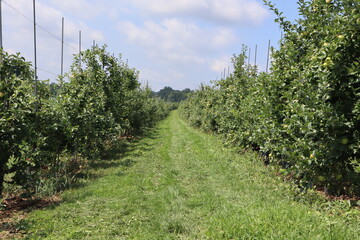 Fototapeta na wymiar Farm / Orchard Landscape