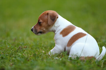 Jack Russel Terrier Welpen auf einer Wiese