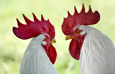 Portrait of two cocks (roosters)  in front of each other. 