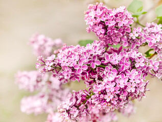 Background of branch  of lilac with copy space