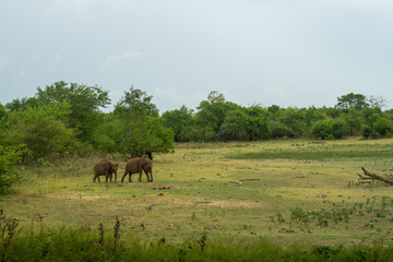 wild elephants in the savannah, national park, Sri Lanka