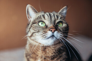 Funny portrait arrogant short-haired domestic tabby cat relaxing at home. Little kitten lovely...