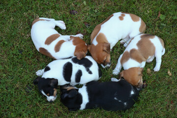 Jack Russel Terrier Welpen auf einer Wiese