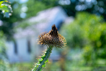 Macro of a dried thistle at the end of summer, popular food for finches and other birds.
