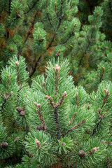 Close-up of pine tree branches