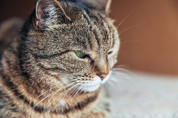 Funny portrait arrogant short-haired domestic tabby cat relaxing at home. Little kitten lovely...