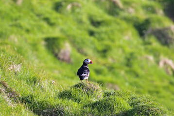 Closeup of a cute puffin sitting on a green hill in iceland