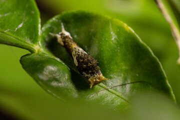Caterpillar Citrus on green leaf lemon tree © Mohammed