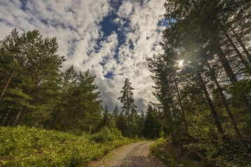 Beautiful nature landscape view of gravel road in forest. 