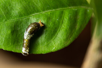 Caterpillar Citrus on green leaf lemon tree © Mohammed