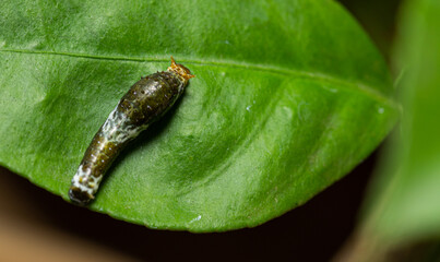 Caterpillar Citrus on green leaf lemon tree © Mohammed
