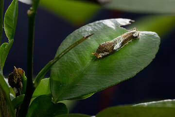 Caterpillar Citrus on green leaf lemon tree © Mohammed