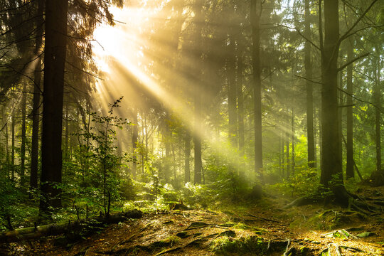 Morning sunrise beams in th forest. Vibrant rays of sunlight in hazy woodland