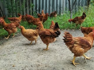 free range chickens