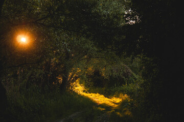 sunset in the forest