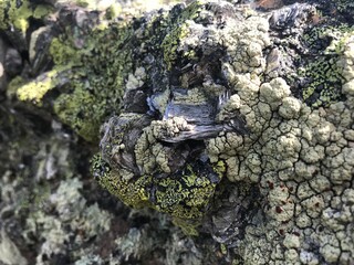 Close-up of mountain rock detail, mica in granite