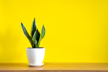 Mock up banner with copy space trending flower snake plant Sansevieria trifasciata on bright yellow background. Summer indoor plants and urban jungle concept