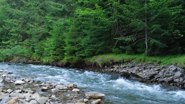 Mountain river against the background of a coniferous forest.