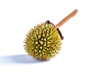 Durian isolated on white background