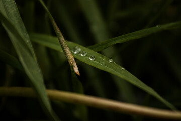 green grass with dew