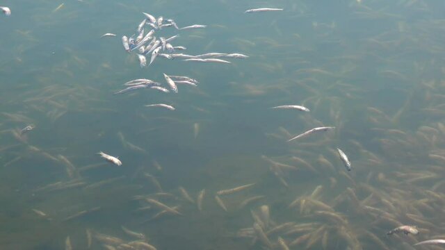 The death of fish Atherina sp. in a natural reservoir. Lack of oxygen, an environmental problem. Tiligul estuary, Ukraine