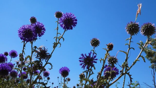 Echinops flowers on a background of blue sky, Ukraine