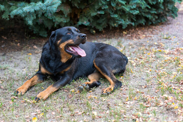 Weiblicher Rottweiler mit heraus hängender Zunge bei großer Hitze