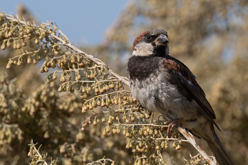 English or House Sparrow perched on a bush