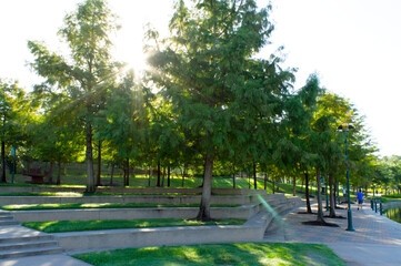 Sunrise in the park, Highlighting the sun rays separated by the tree limbs.