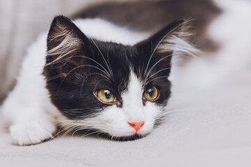 black and white cat portrait