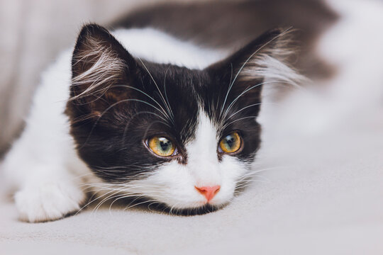 black and white cat portrait