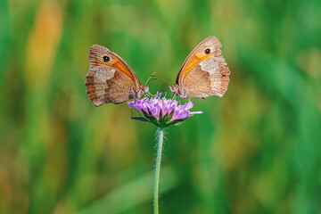 Macro picture of two butterflies standing on a flower