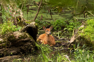 White -tailed deer,fawns in the marsh