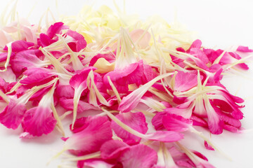Pink Carnation Petals Texture, Dianthus or Schabaud Background