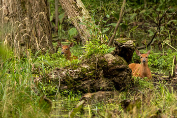 White -tailed deer,fawns in the marsh