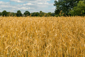 Wheat Field Texture Background with Ripening Ears