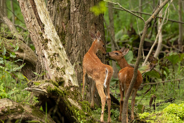 White tailed deer,fawn in the forest