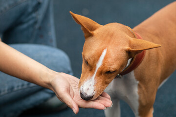 Unrecognizable person, man or woman, hand of owner is feeding beautiful smart hungry dog from arm....
