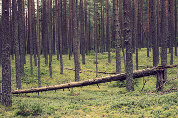 Beautiful summer forest landscape. Forest with tall, even trunks of pine trees and fallen broken trees.