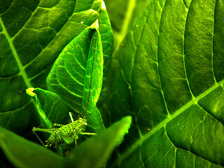 Grasshopper hiding in the leaves