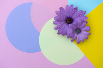 Pink flowers, colorful paper circles on a pink background. Bright background.