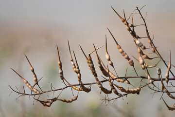 Fototapeta na wymiar Branch of dried pointed hand-like or finger-like seed pods
