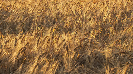 Wheat close-up on a blurry background in sunlight. Wheat field. Maturing ears of wheat. The concept of harvest and food, agriculture. Morning in the Wheat field