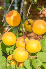 Orange ripe apricots on a branch in the garden