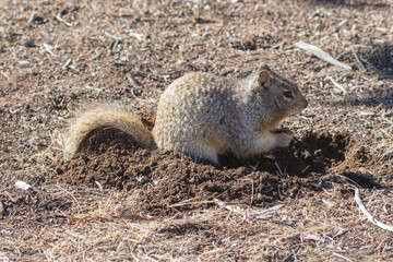 Ground Squirrel, Grand Canyon National Park, Arizona, USA