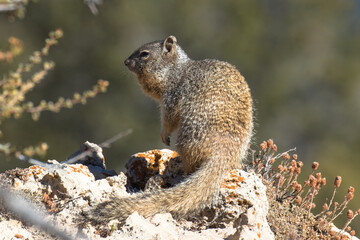 Naklejka na ściany i meble Ground Squirrel, Grand Canyon National Park, Arizona, USA